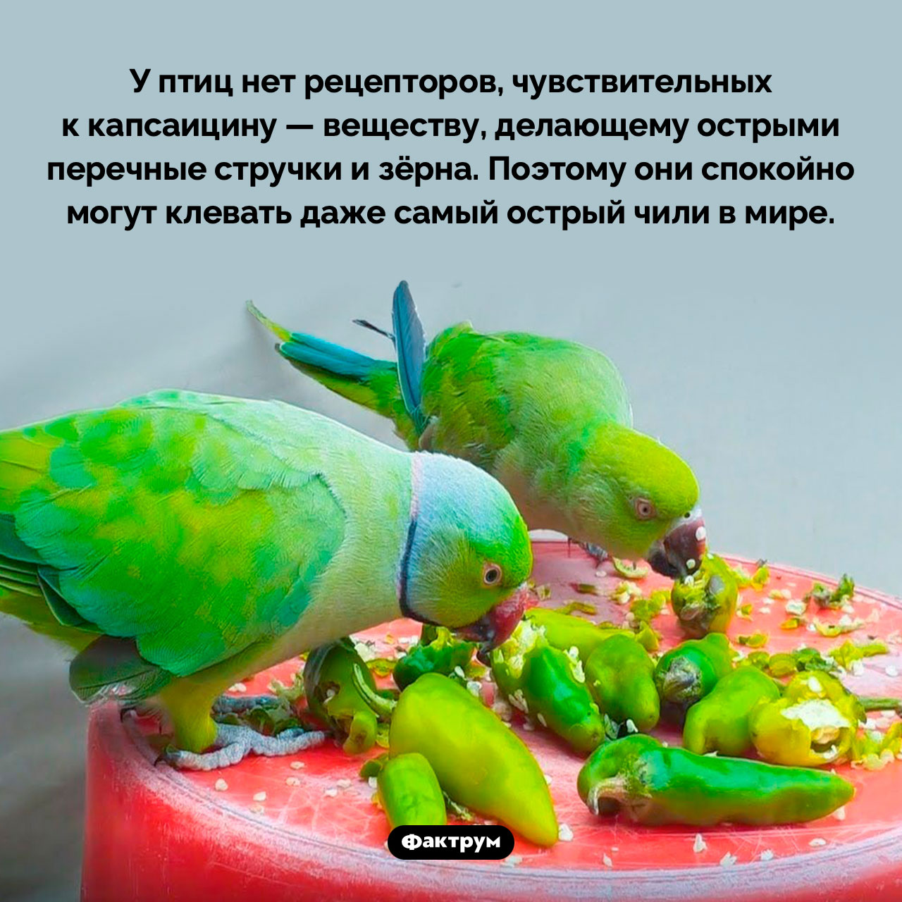 Птицы могут питаться зёрнами перца чили - свежие новости на Toplenta по теме 03.03.2023