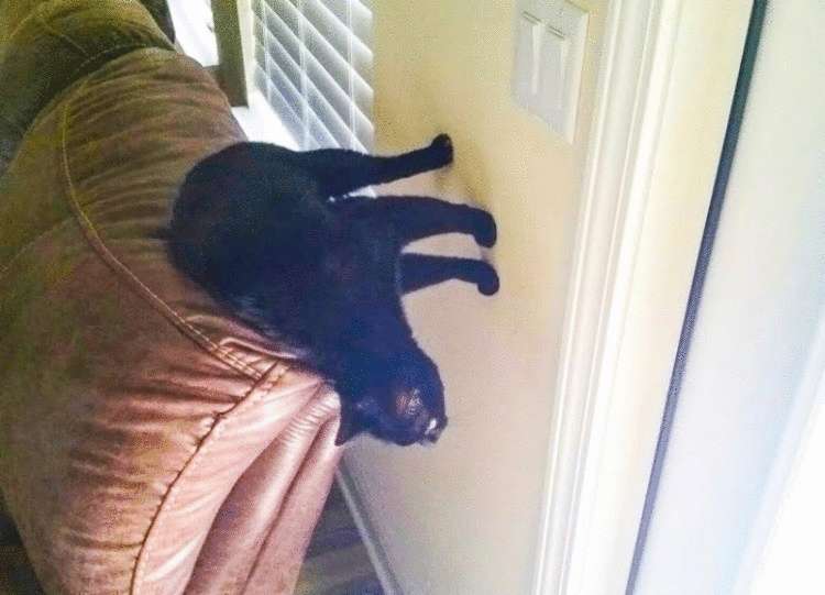 20 неоспоримых доказательств, что кошки имеют связь с существами внеземного происхождения - свежие новости на Toplenta