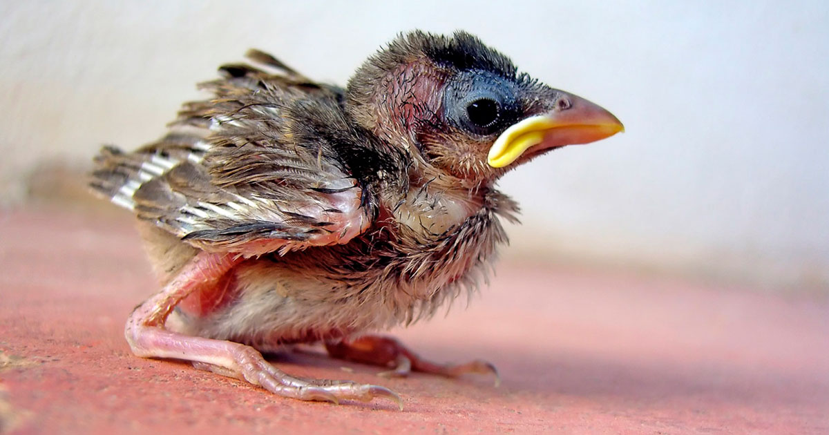 Можно ли помогать птенцу - свежие новости на Toplenta по теме Факт