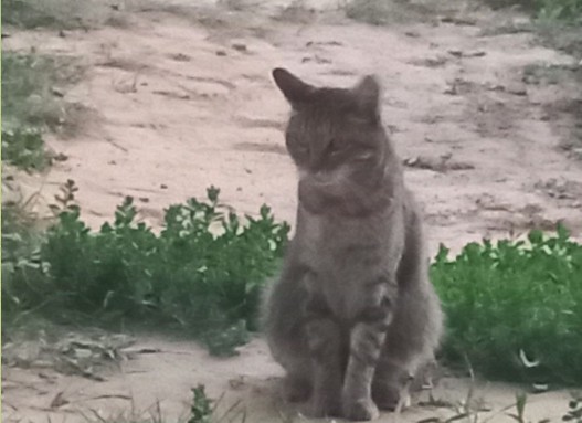 И снова из садового чата: кошка-мышеловка... - свежие новости на Toplenta по теме дача