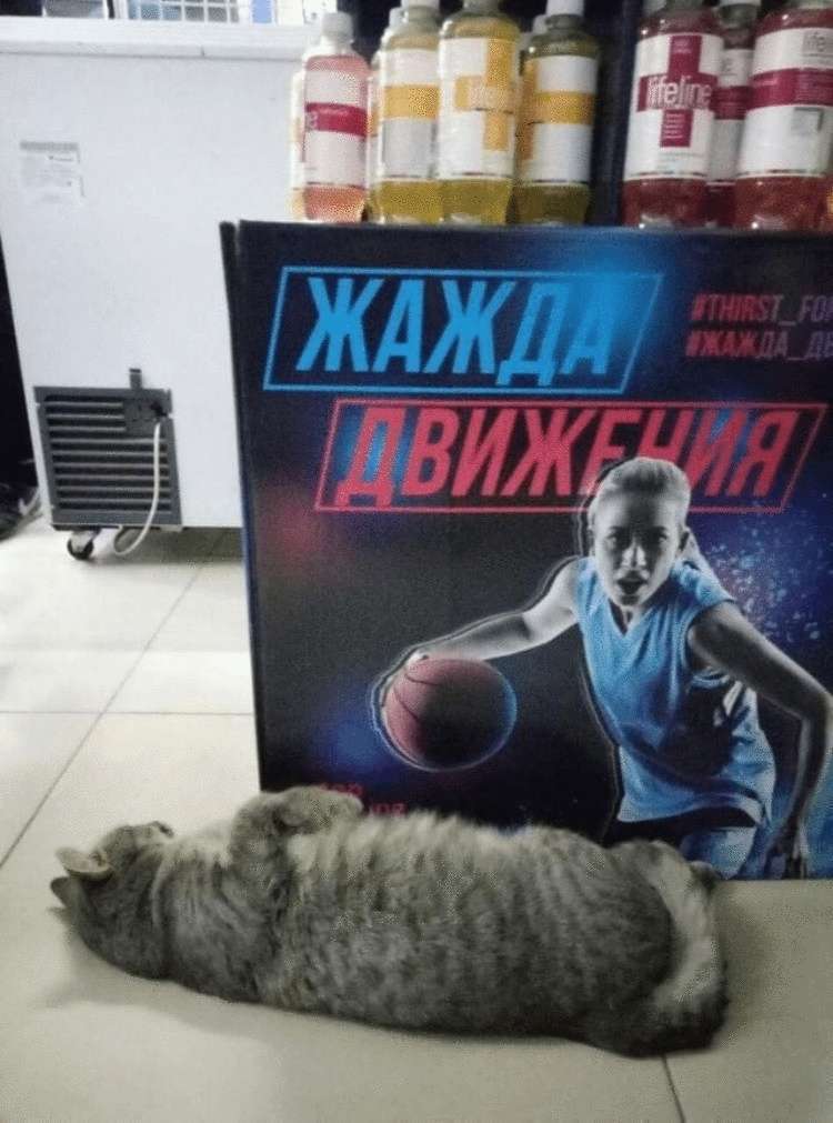 15 ситуаций из жизни котиков, которые невероятно похожи на нас. Просто шерсти больше :) - свежие новости на Toplenta по теме Животные