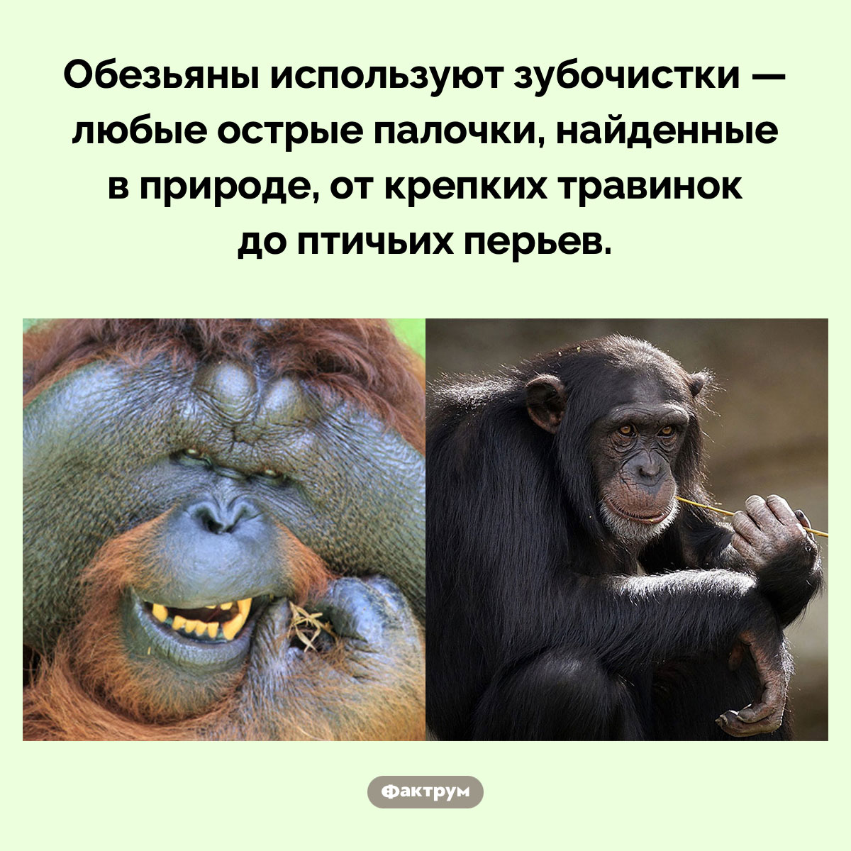 Обезьяны используют зубочистки - свежие новости на Toplenta по теме Факты в картинках