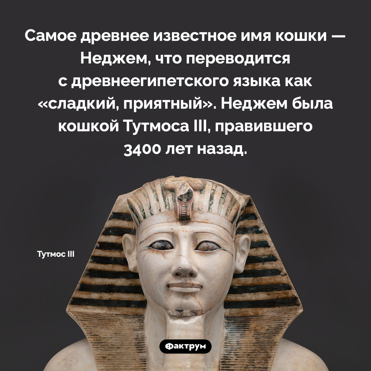 Самое древнее имя кошки - свежие новости на Toplenta по теме 03.03.2023