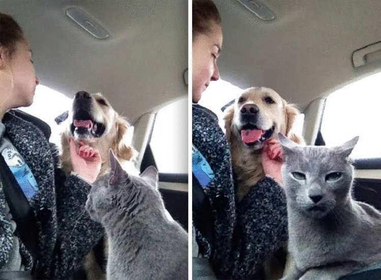 25 смешных фотографий совместной жизни собак и кошек - свежие новости на Toplenta по теме Животные