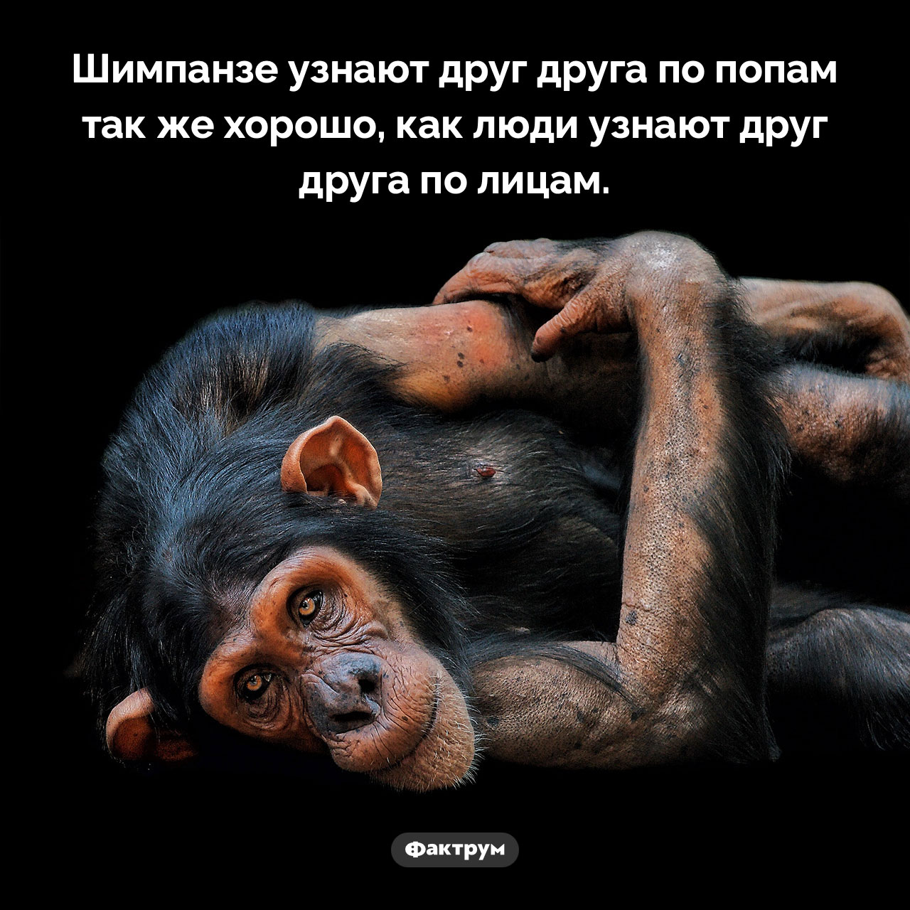 Шимпанзе узнают задницы друг друга - свежие новости на Toplenta по теме 03.08.2025-3