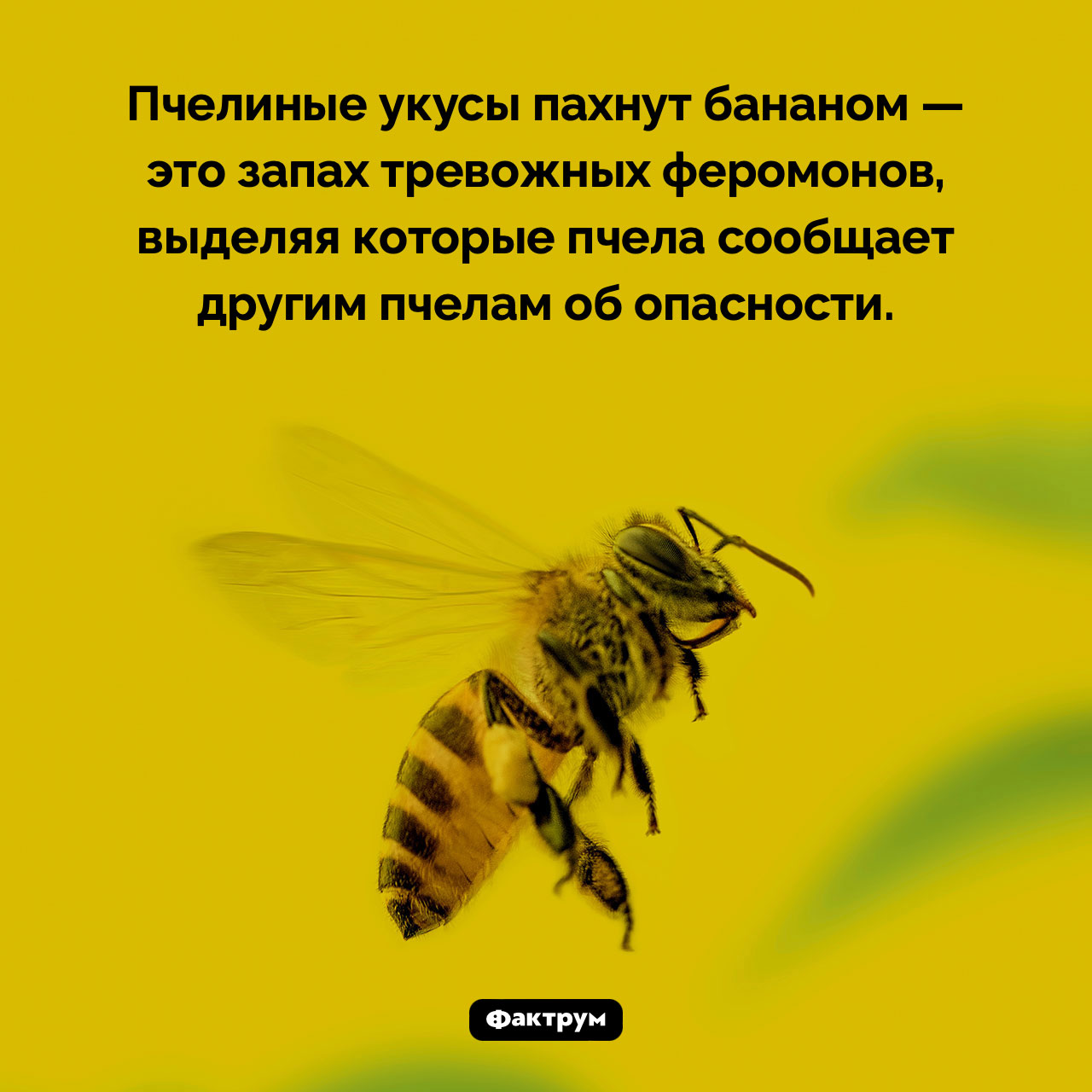 Чем пахнет пчелиный укус - свежие новости на Toplenta по теме Пчёлы