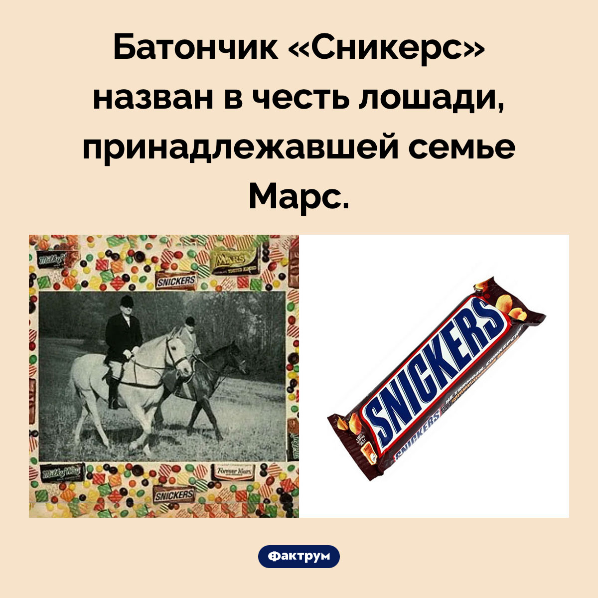 «Сникерс» назвали в честь лошади - свежие новости на Toplenta по теме лошади