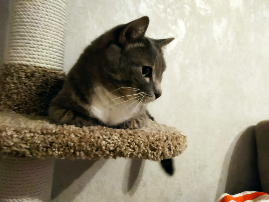 Тёма на любимом тренажёре - свежие новости на Toplenta по теме Обит