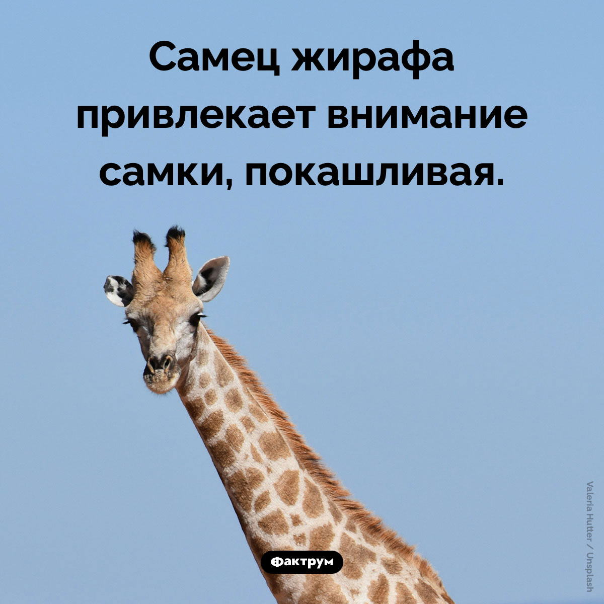 Зачем покашливает жираф - свежие новости на Toplenta