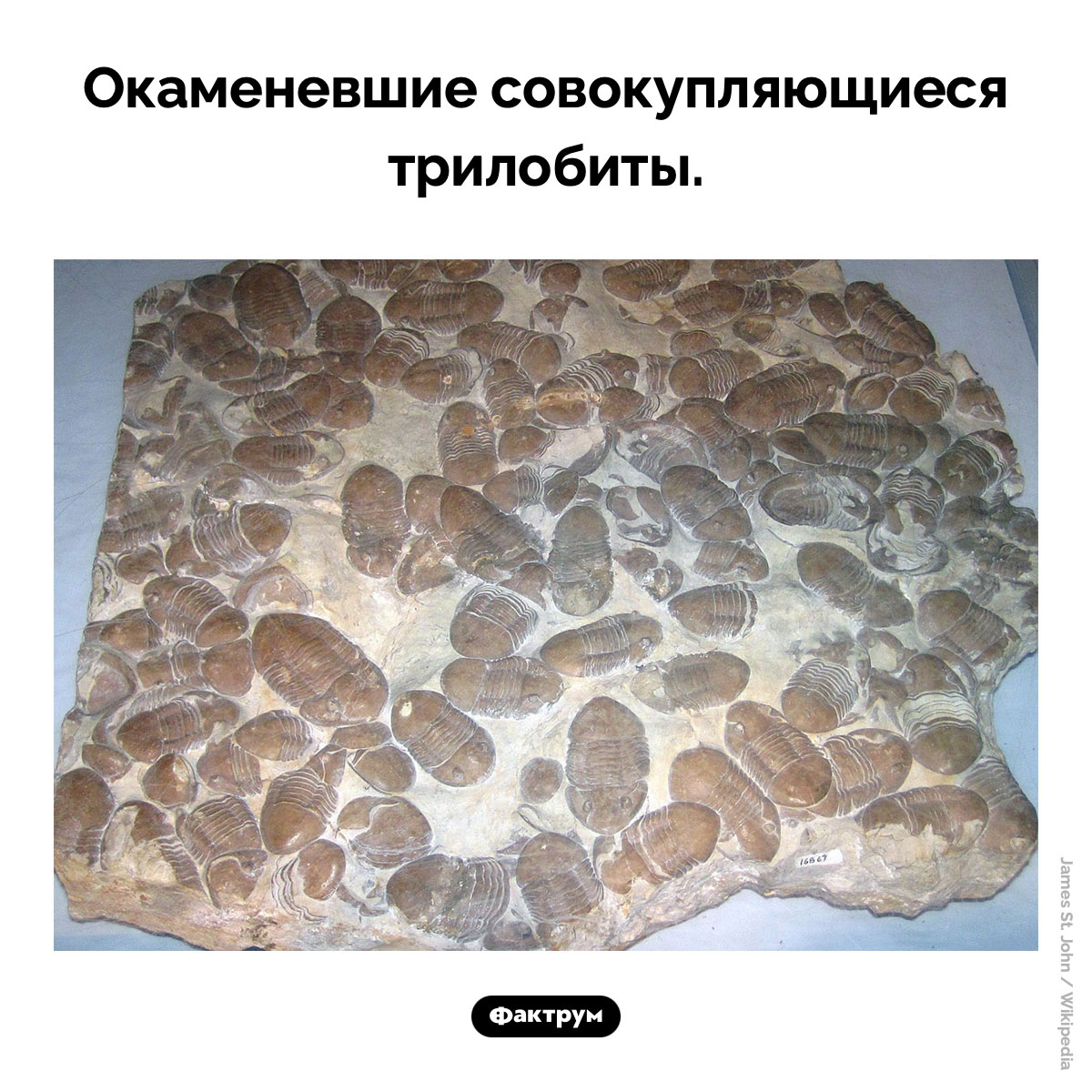 Окаменевшие трилобиты - свежие новости на Toplenta