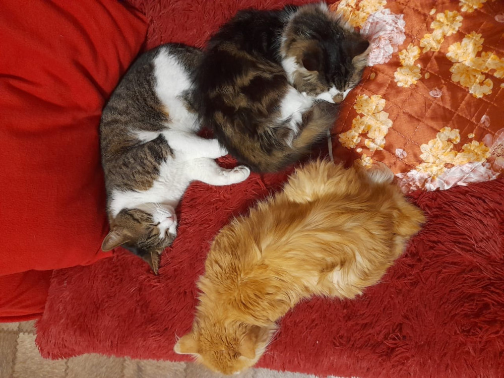 Российские коты прекрасны, как ни крути - свежие новости на Toplenta по теме #осень