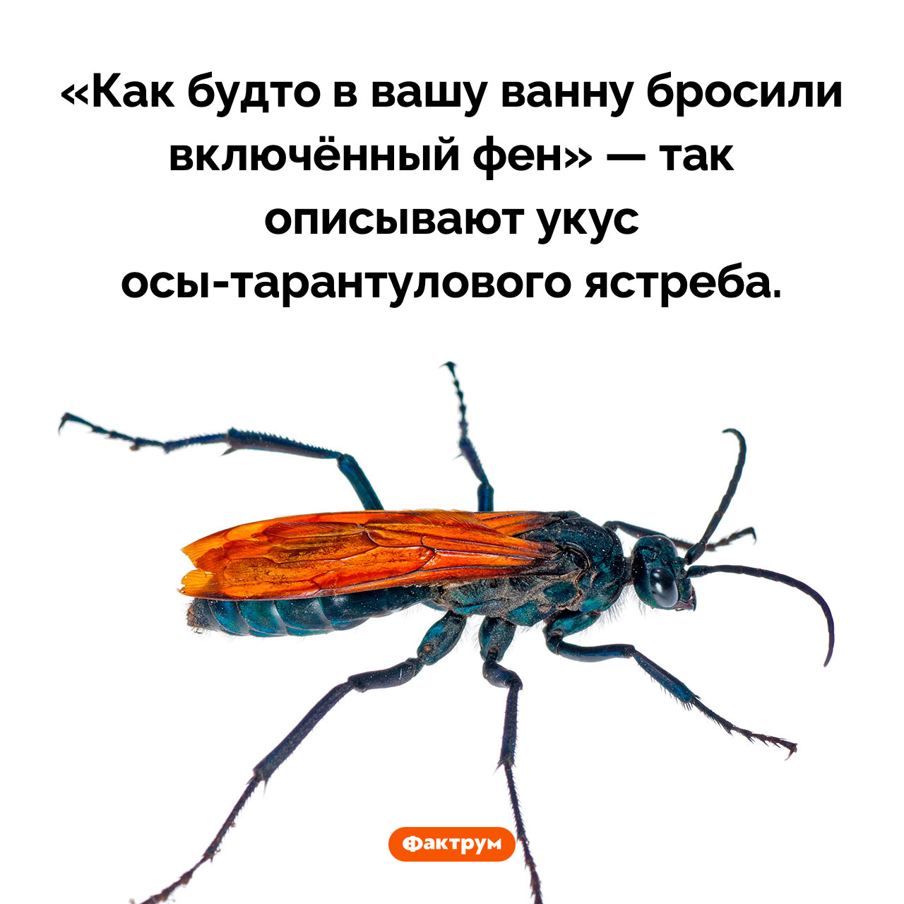Укус осы-тарантулового ястреба очень болезнен - свежие новости на Toplenta по теме Факты в картинках