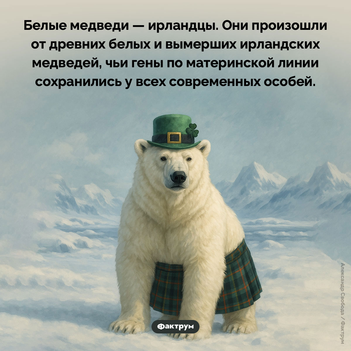 Все белые медведи — ирландцы - свежие новости на Toplenta