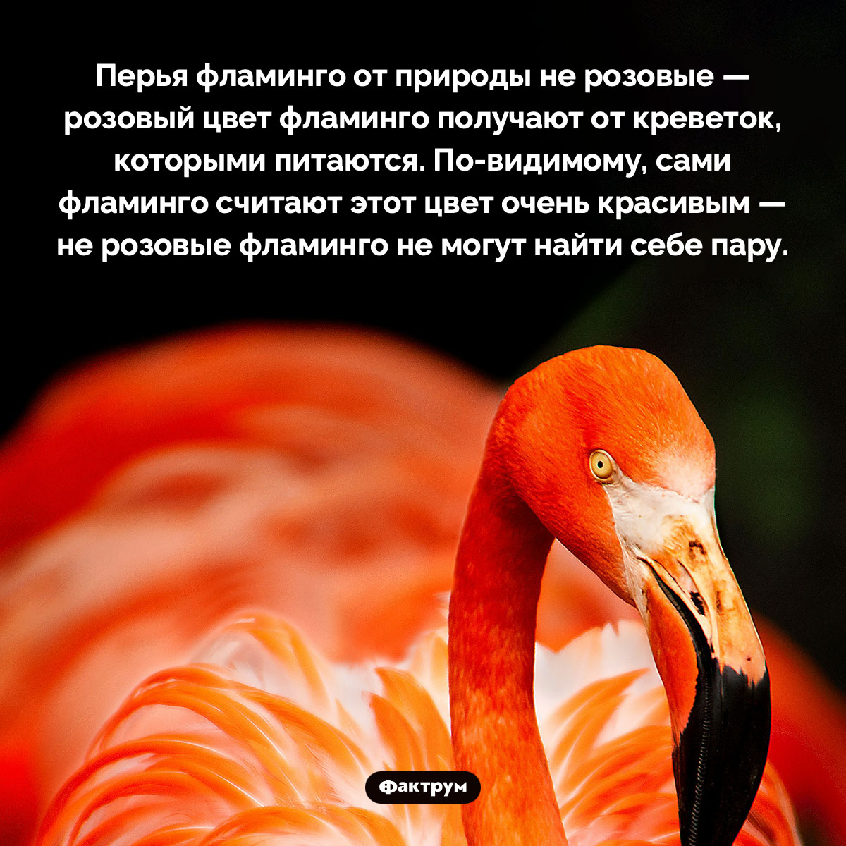 Не розовые фламинго не пользуются успехом у противоположного пола - похожая новость на Toplenta