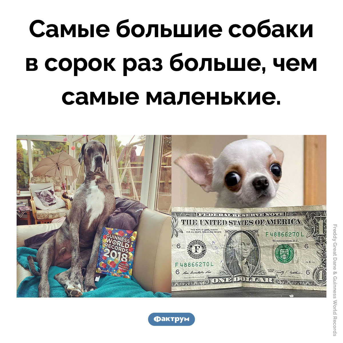 Самые большие и самые маленькие собаки - свежие новости на Toplenta по теме Факты в картинках