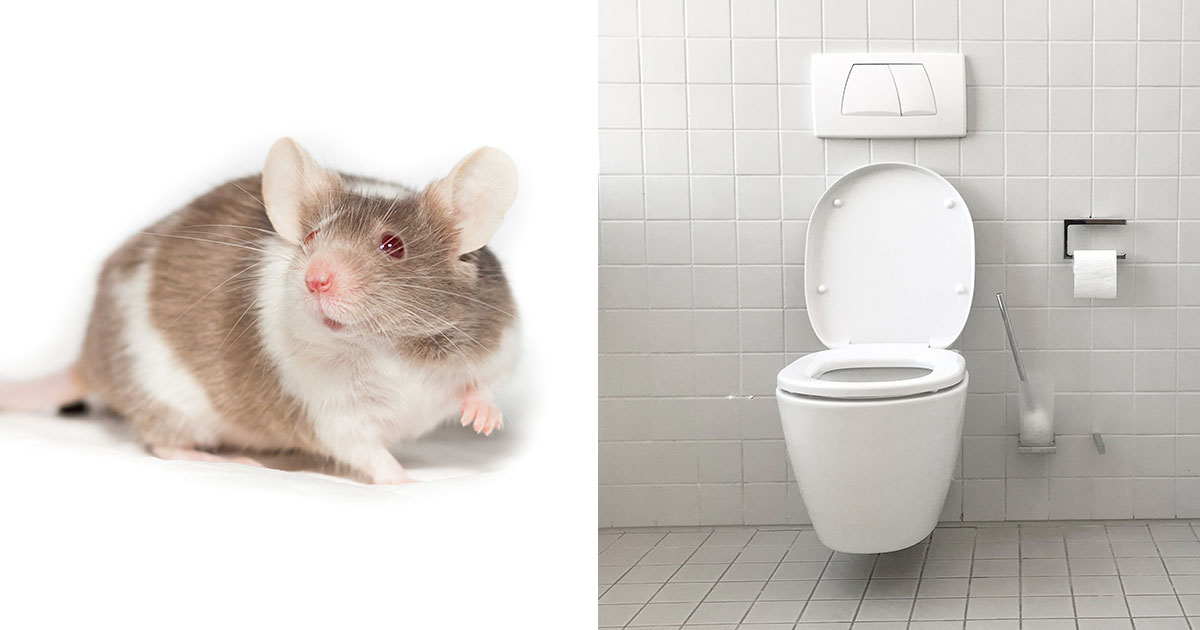 Может ли крыса проникнуть в унитаз - свежие новости на Toplenta по теме Факт