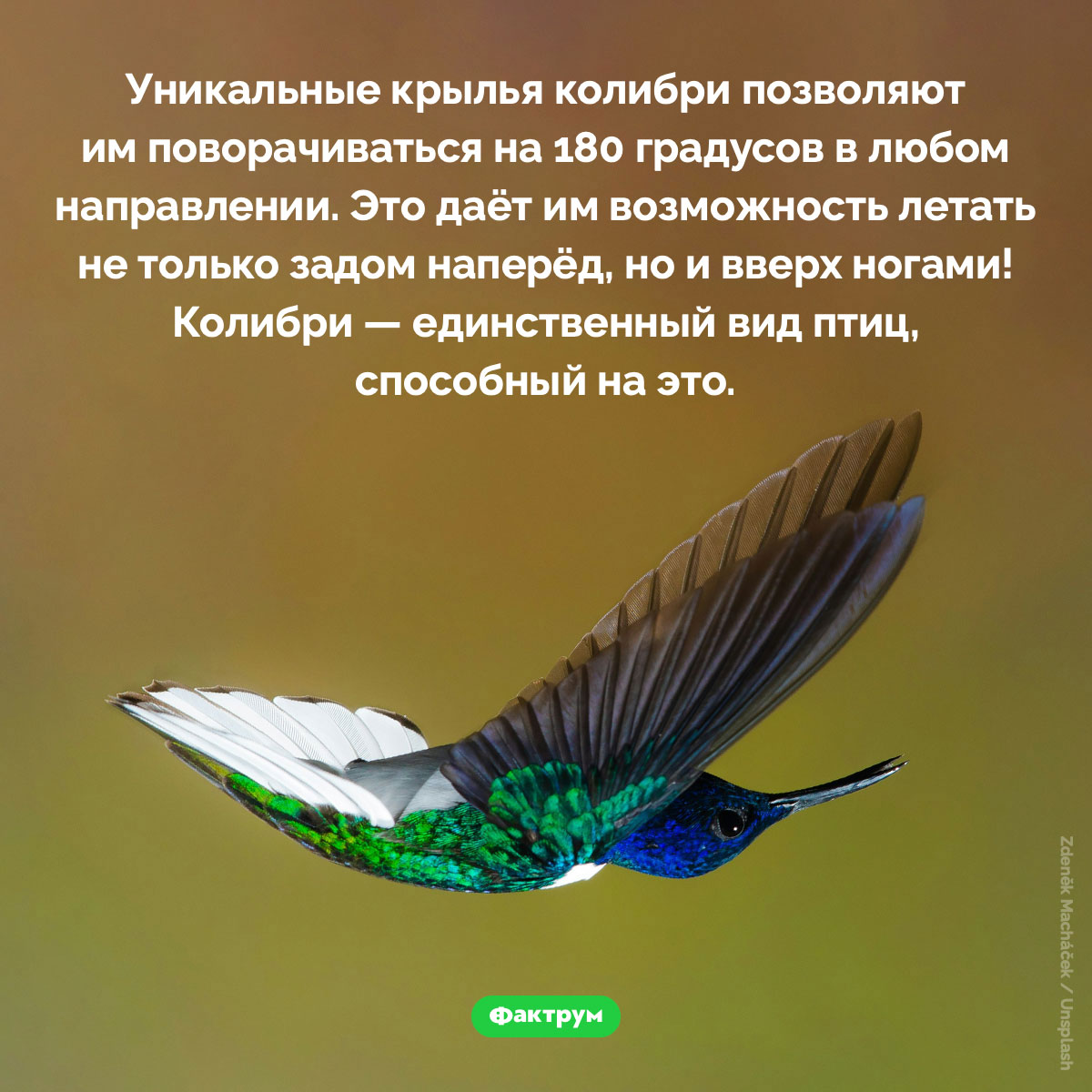 Колибри могут летать вверх ногами - свежие новости на Toplenta по теме Факты в картинках