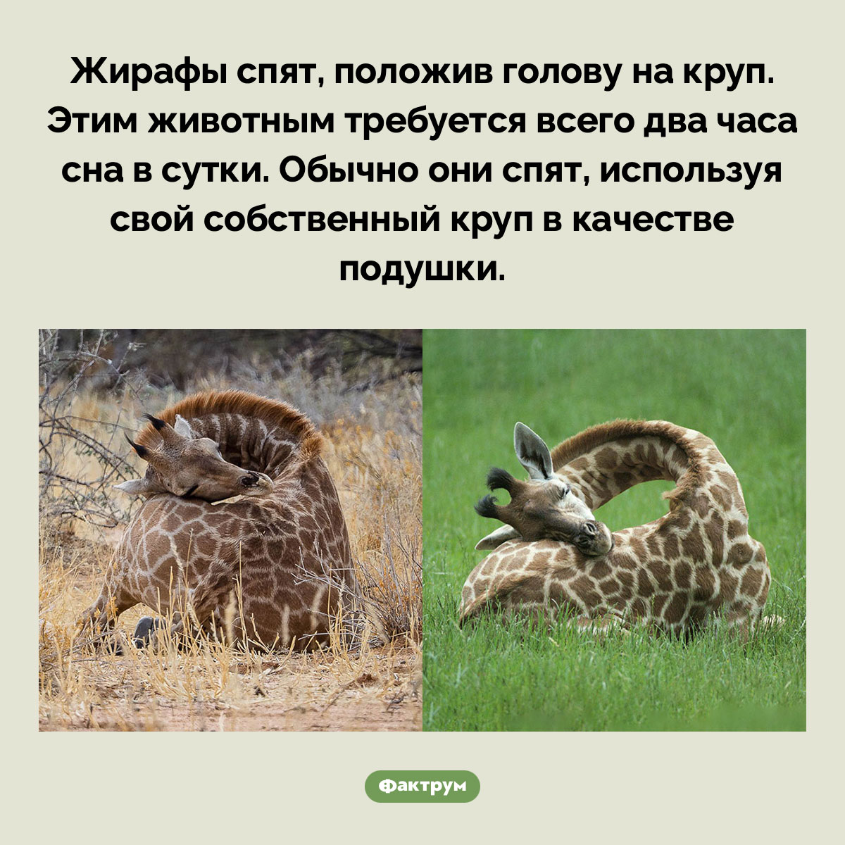 Как спять жирафы - похожая новость на Toplenta