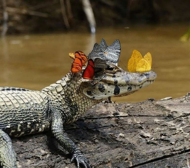 20 харизматичных животных - свежие новости на Toplenta по теме Животные