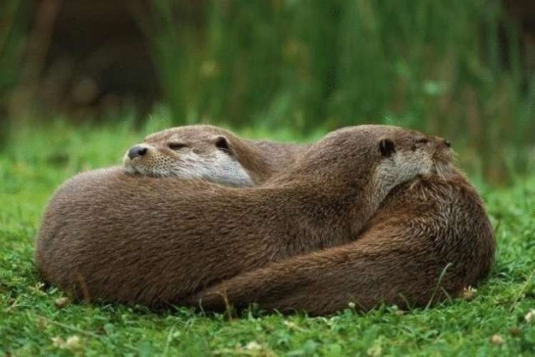 Выдры — вот у кого нужно учиться нежности - свежие новости на Toplenta по теме Животные