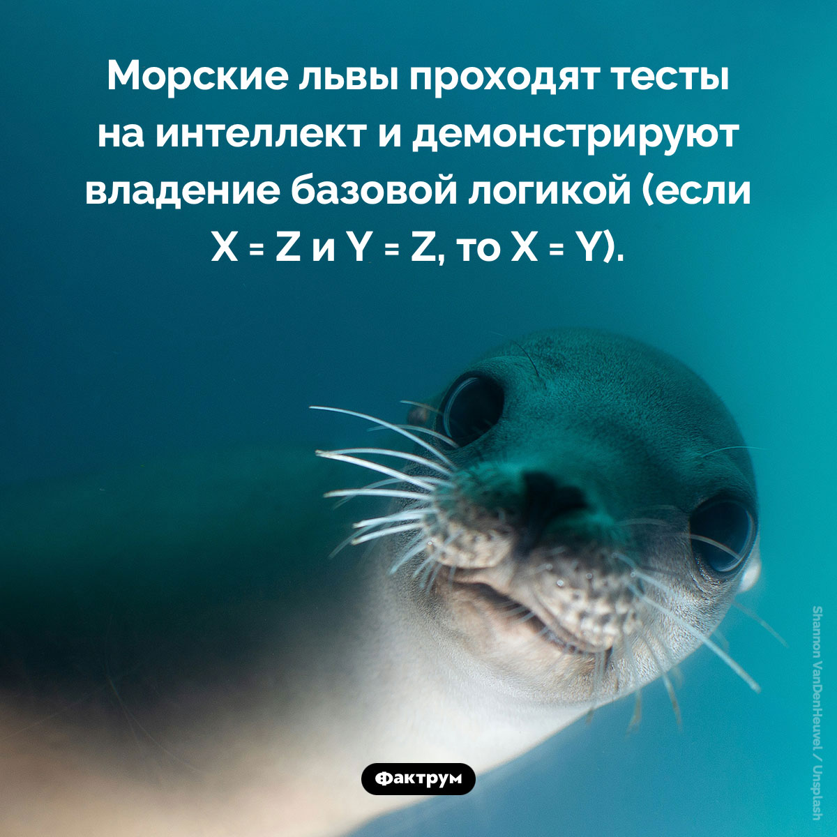 Морской лев — животное, способное использовать логику - свежие новости на Toplenta по теме Факты в картинках