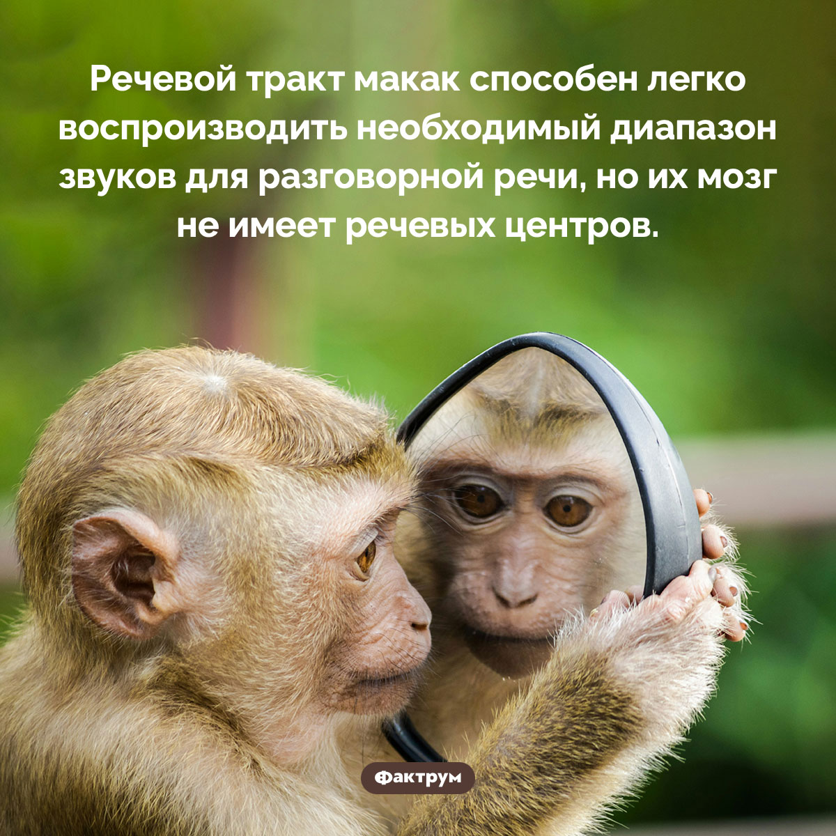Речевой тракт макак способен к речи, но им не хватает ума - похожая новость на Toplenta
