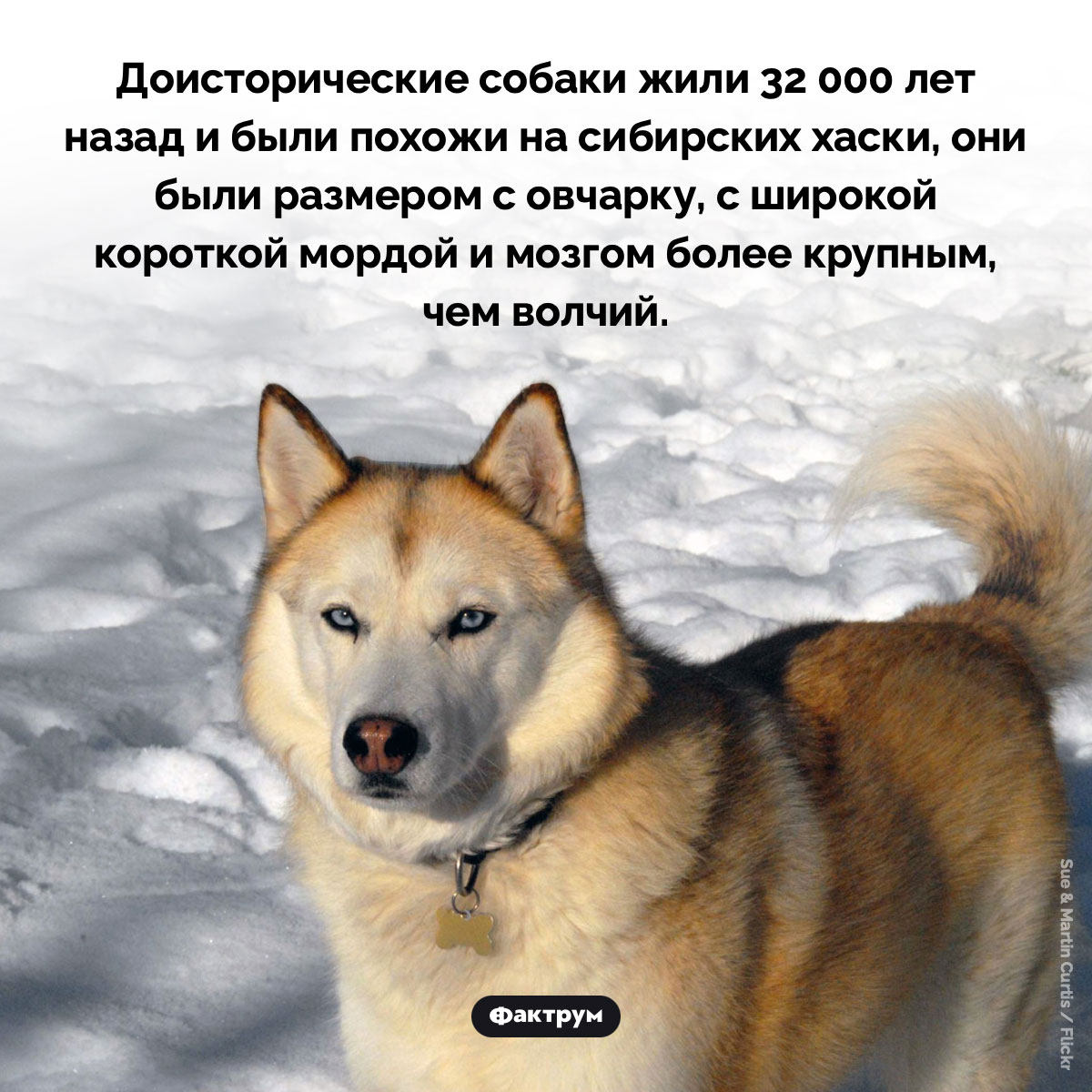 Доисторические собаки - свежие новости на Toplenta по теме Наук