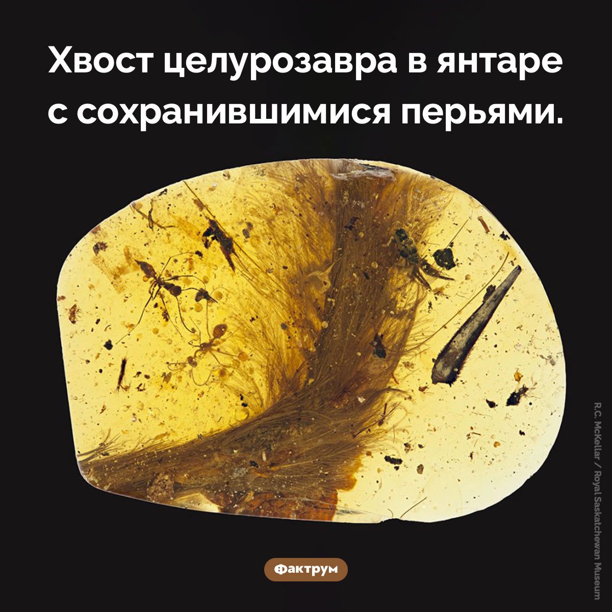 Перья целурозавра - свежие новости на Toplenta по теме Наук