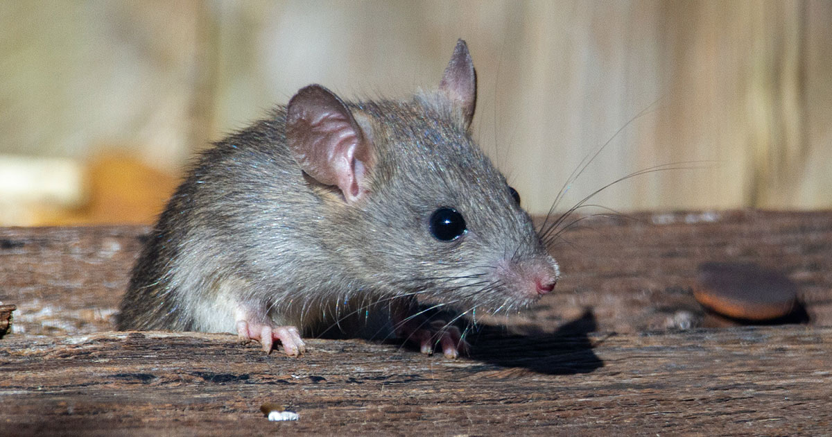 У крыс самозатачивающиеся зубы - свежие новости на Toplenta по теме Факт