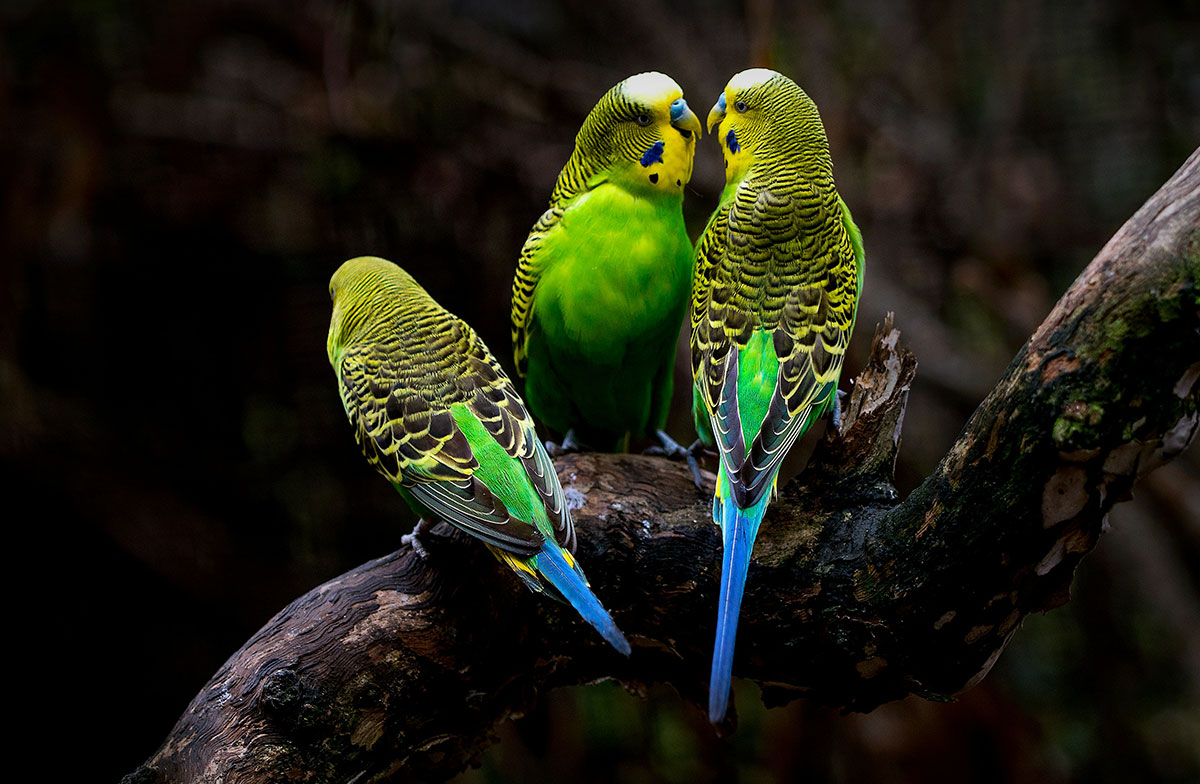 Самки волнистых попугаев любят умников - свежие новости на Toplenta по теме Все факты