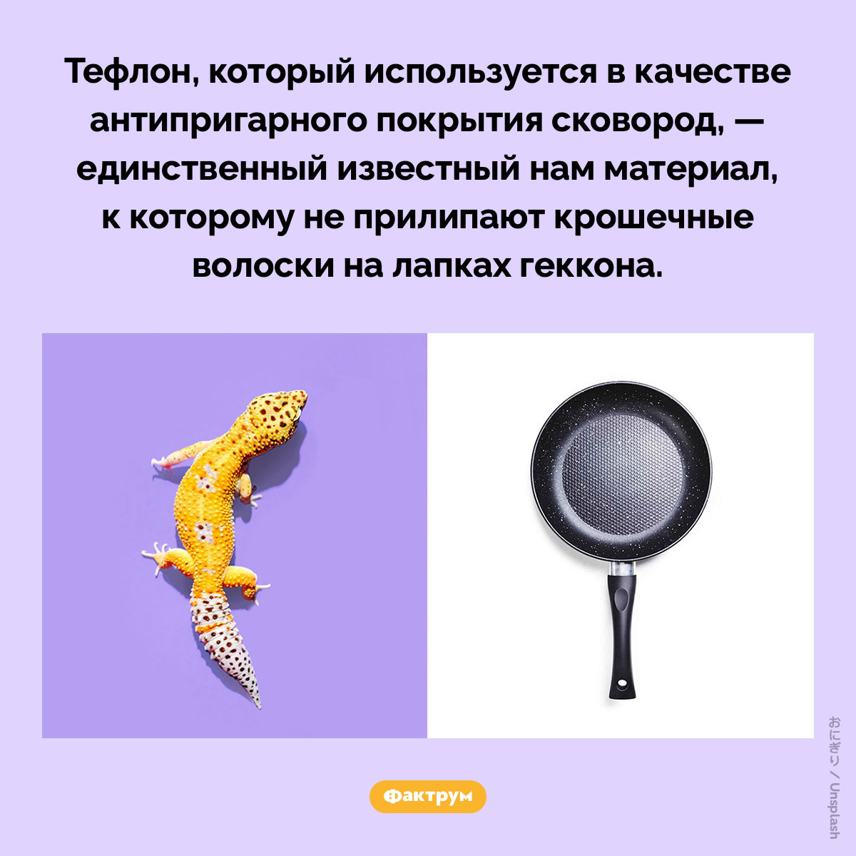 Гекконы не приклеиваются к тефлону - похожая новость на Toplenta