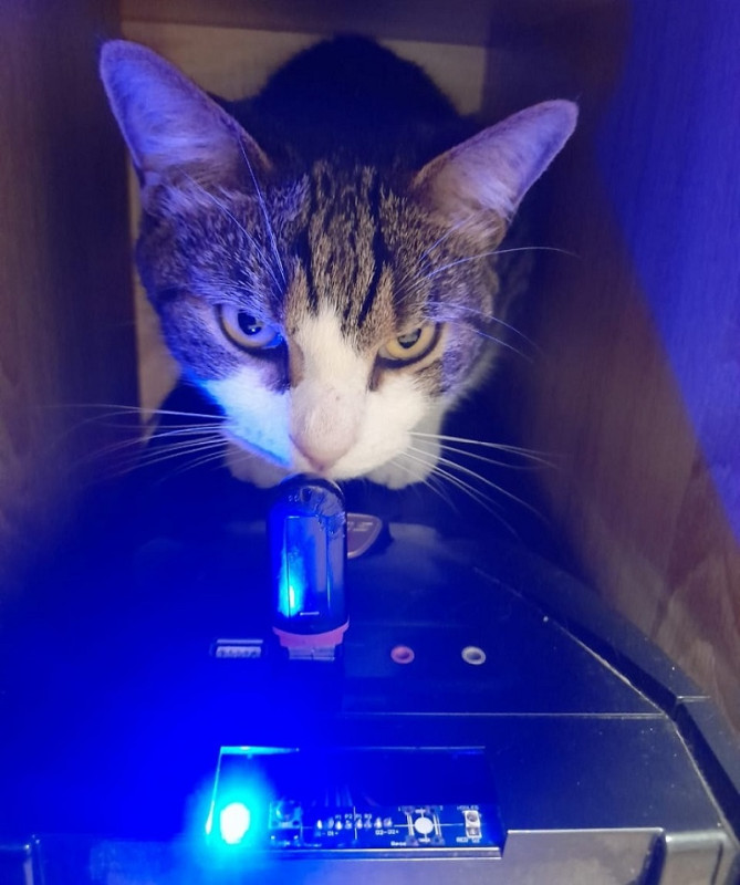 Командирование кота - свежие новости на Toplenta по теме Даль