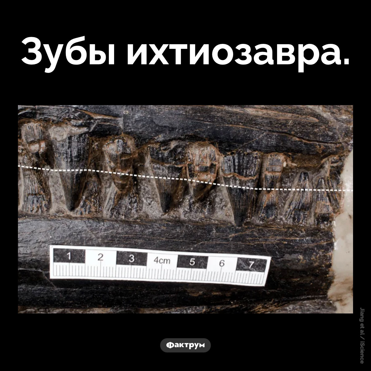 Зубы ихтиозавра - свежие новости на Toplenta по теме Наук