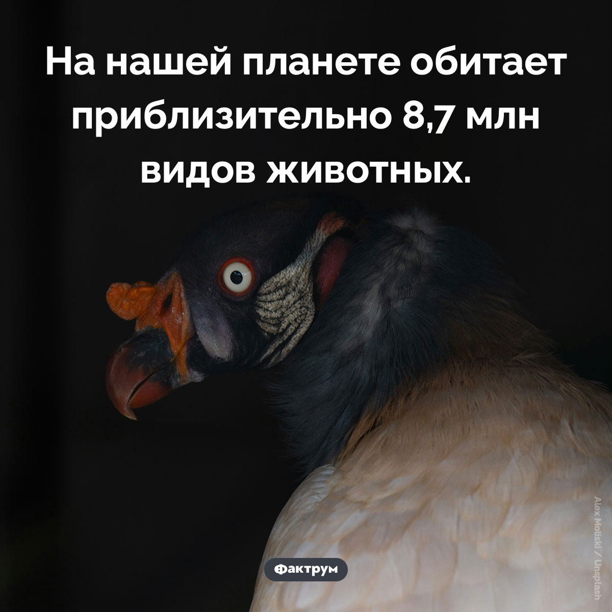 Сколько видов животных на Земле - свежие новости на Toplenta по теме Факты в картинках