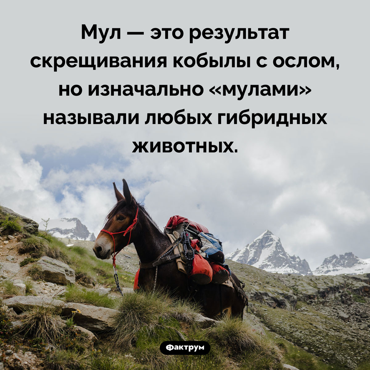 Кого называют мулами - свежие новости на Toplenta по теме лошади