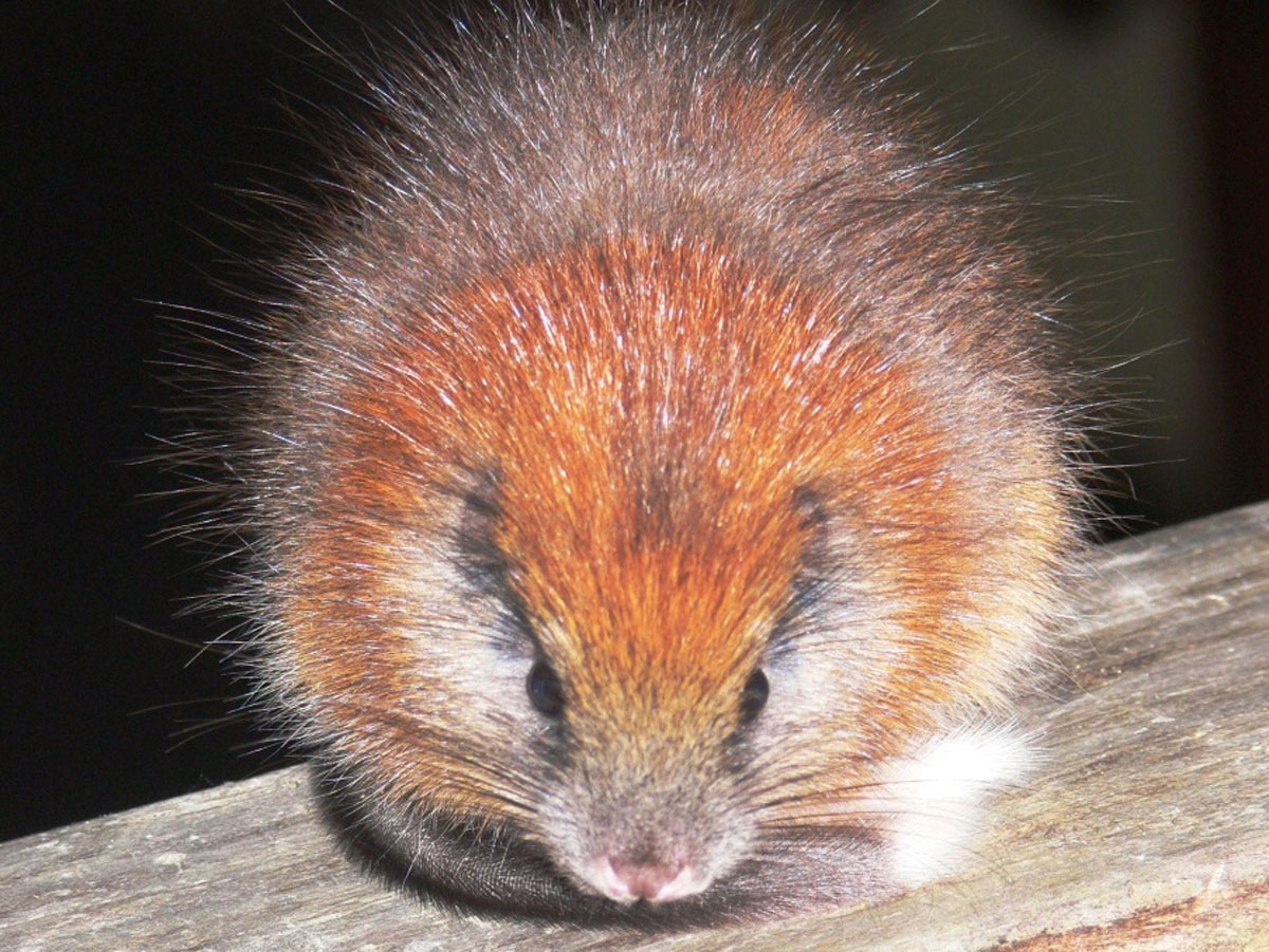 Неуловимая красноспинная древесная крыса - свежие новости на Toplenta по теме Факт