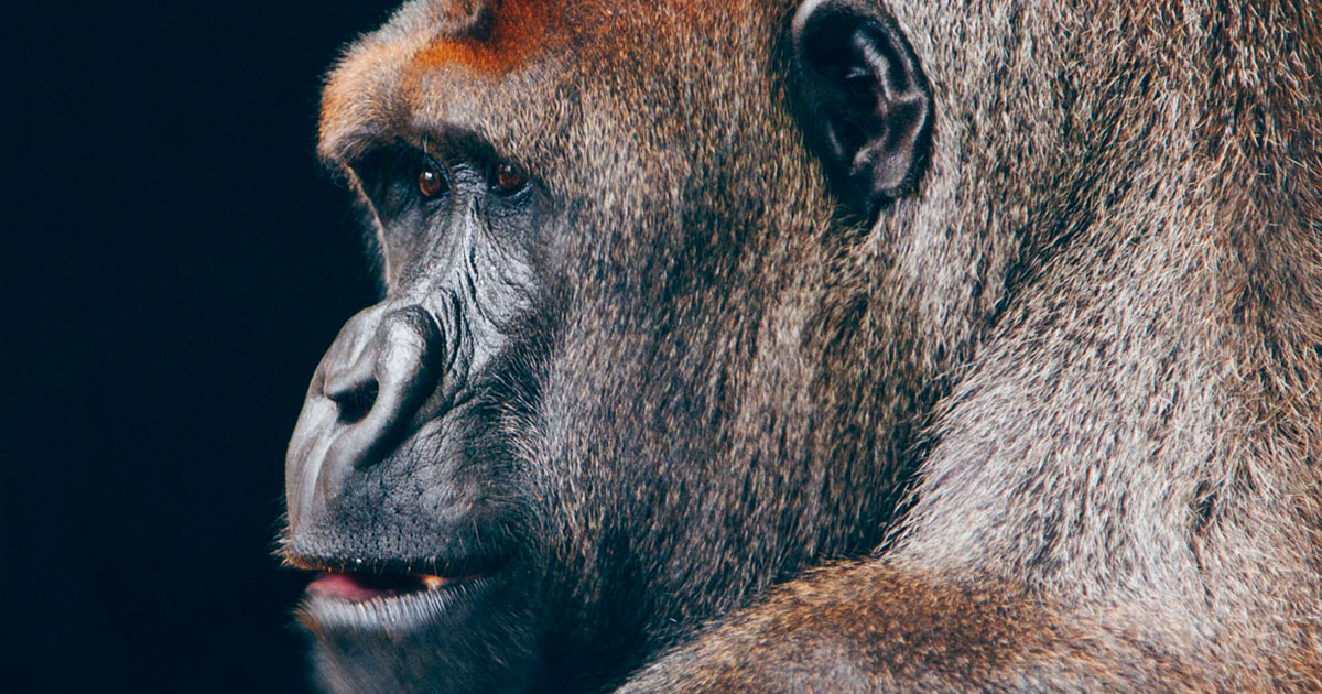 Гориллы — очень мирные животные - похожая новость на Toplenta