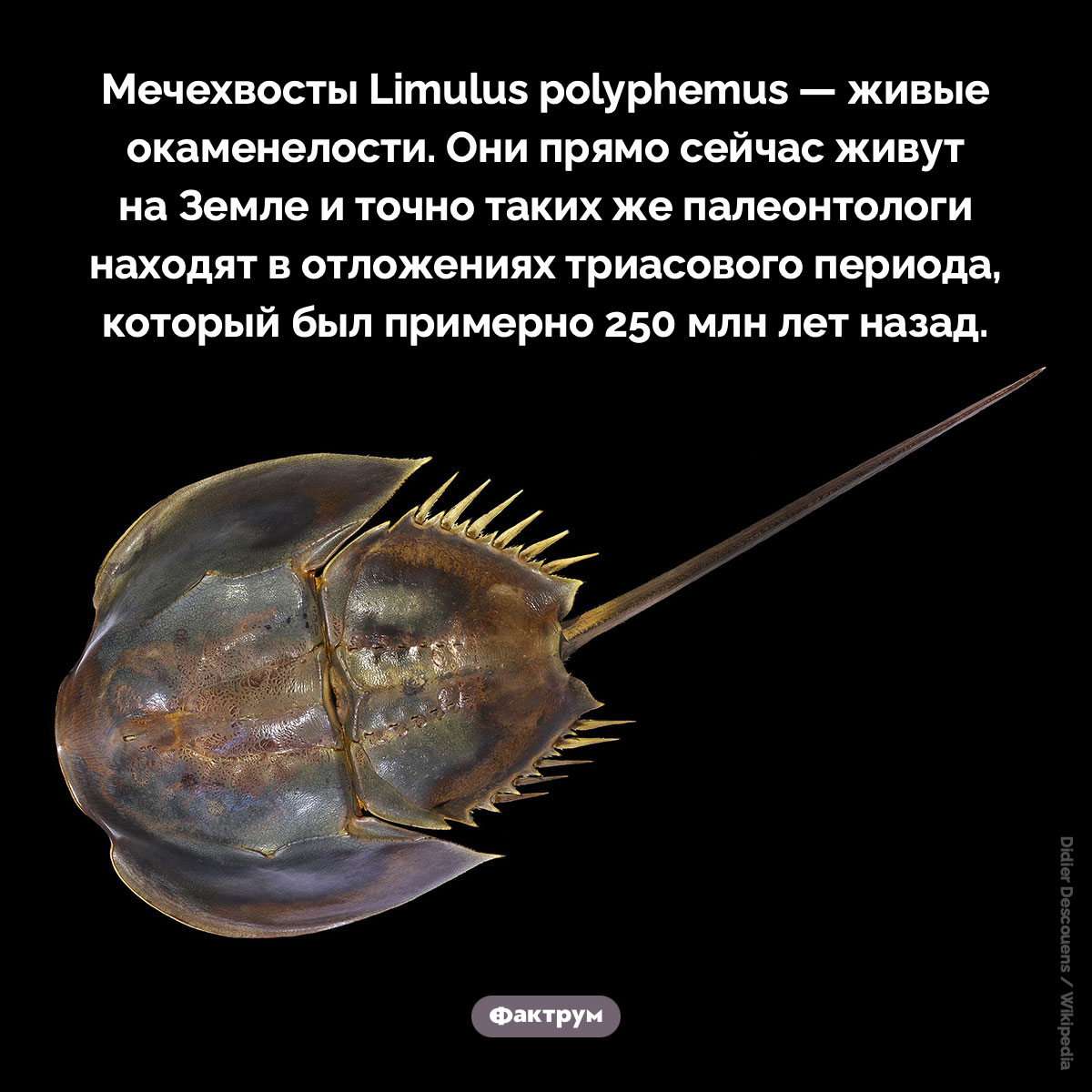 Живые окаменелости - свежие новости на Toplenta по теме Наук