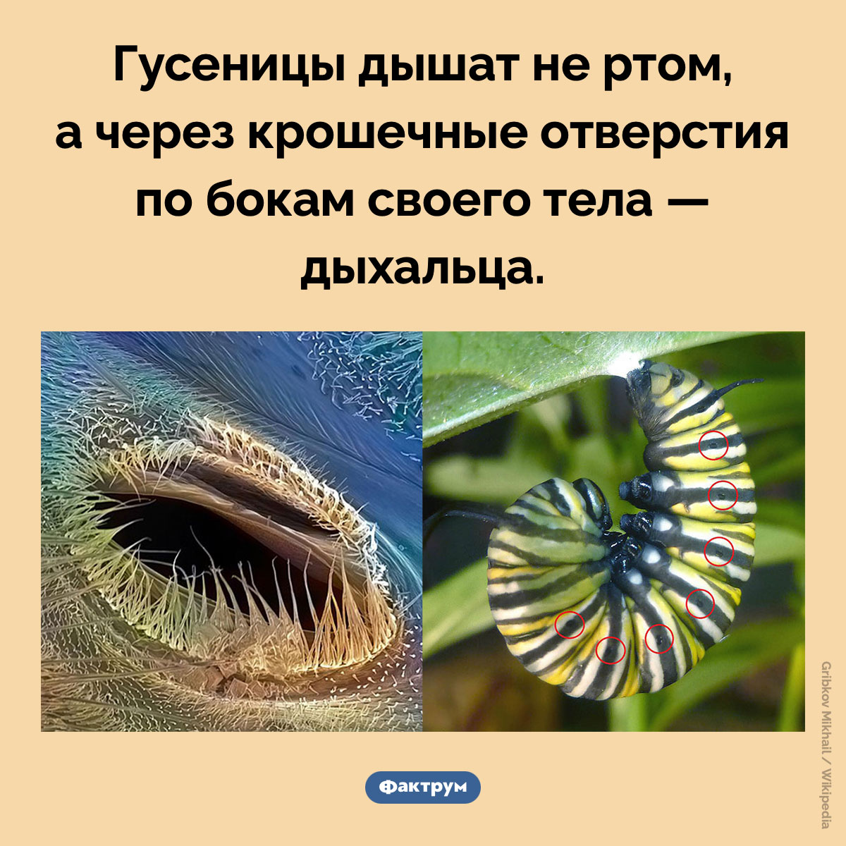 Как дышат гусеницы - свежие новости на Toplenta по теме очки