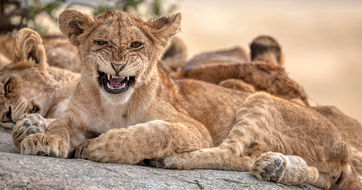 Только двое из десяти львят доживают до взрослого возраста - свежие новости на Toplenta