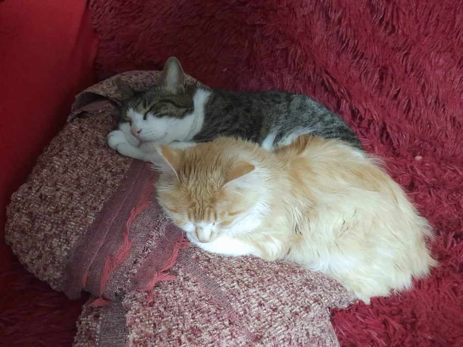 Снятся ли котам сны? - свежие новости на Toplenta по теме Обит