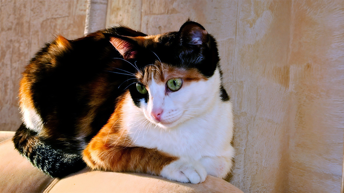 Как кот Бандюк Михеича женил... - свежие новости на Toplenta по теме ай