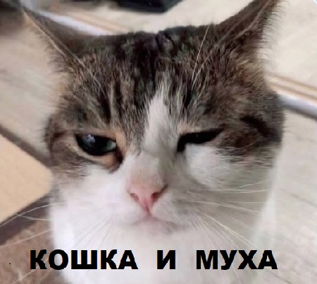 Кошка и мушка - свежие новости на Toplenta по теме СКА