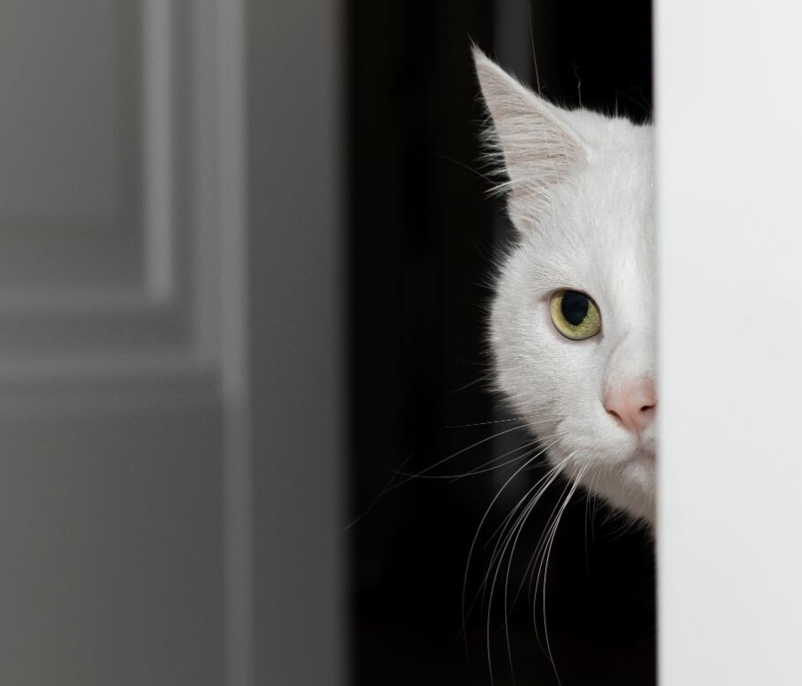 Учёные выяснили, зачем кошки следят за хозяевами, и это потрясающе.. - похожая новость на Toplenta