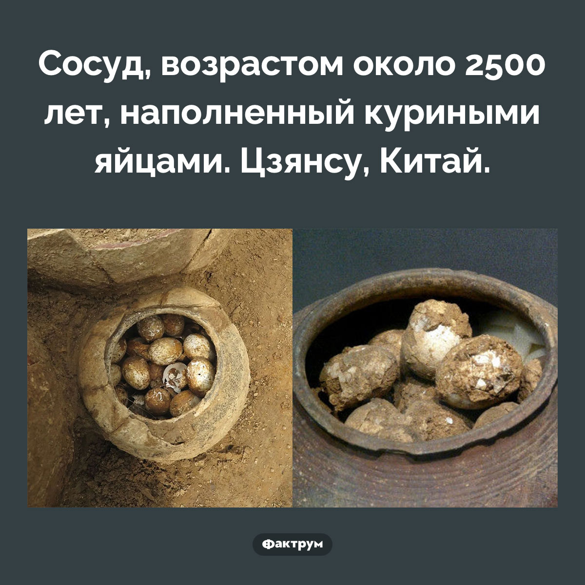 Сосуд наполненный яйцами - свежие новости на Toplenta по теме Наук