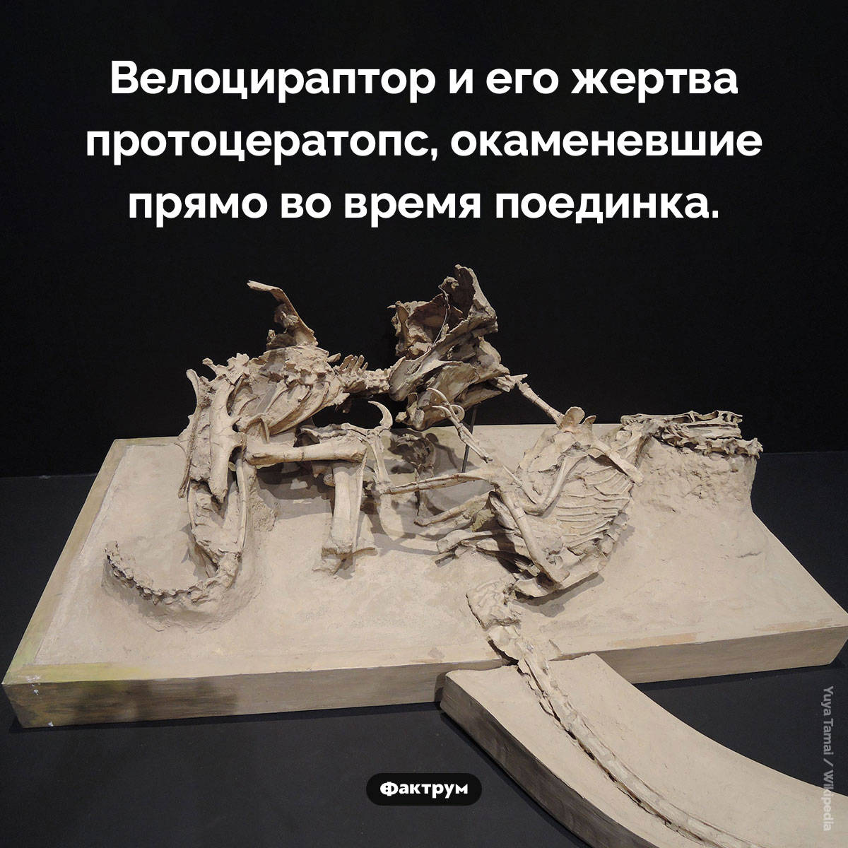 Окаменевшая схватка - свежие новости на Toplenta по теме Наук