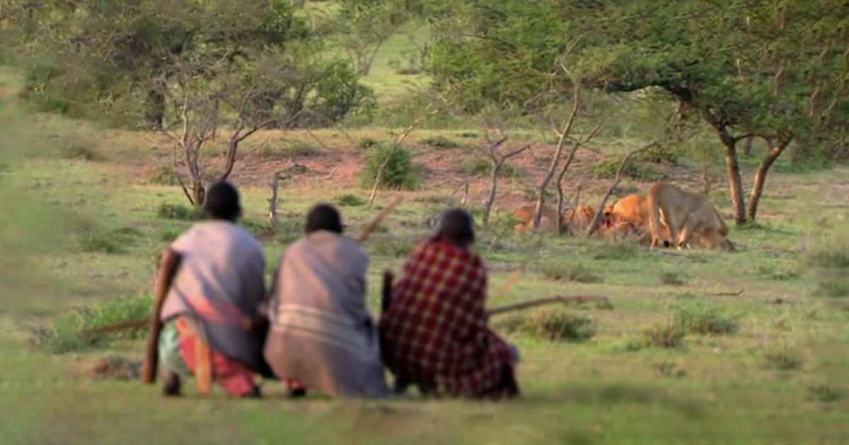 Кенийское племя питается, отбирая добычу у львов - свежие новости на Toplenta по теме Факт