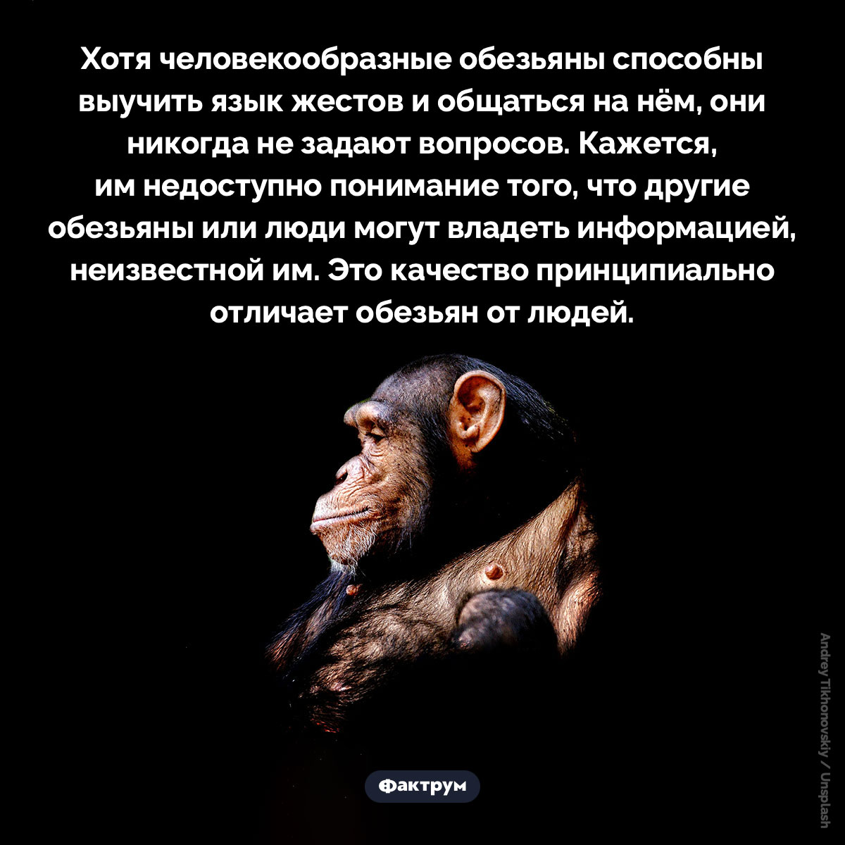 Обезьяны не задают вопросов - свежие новости на Toplenta