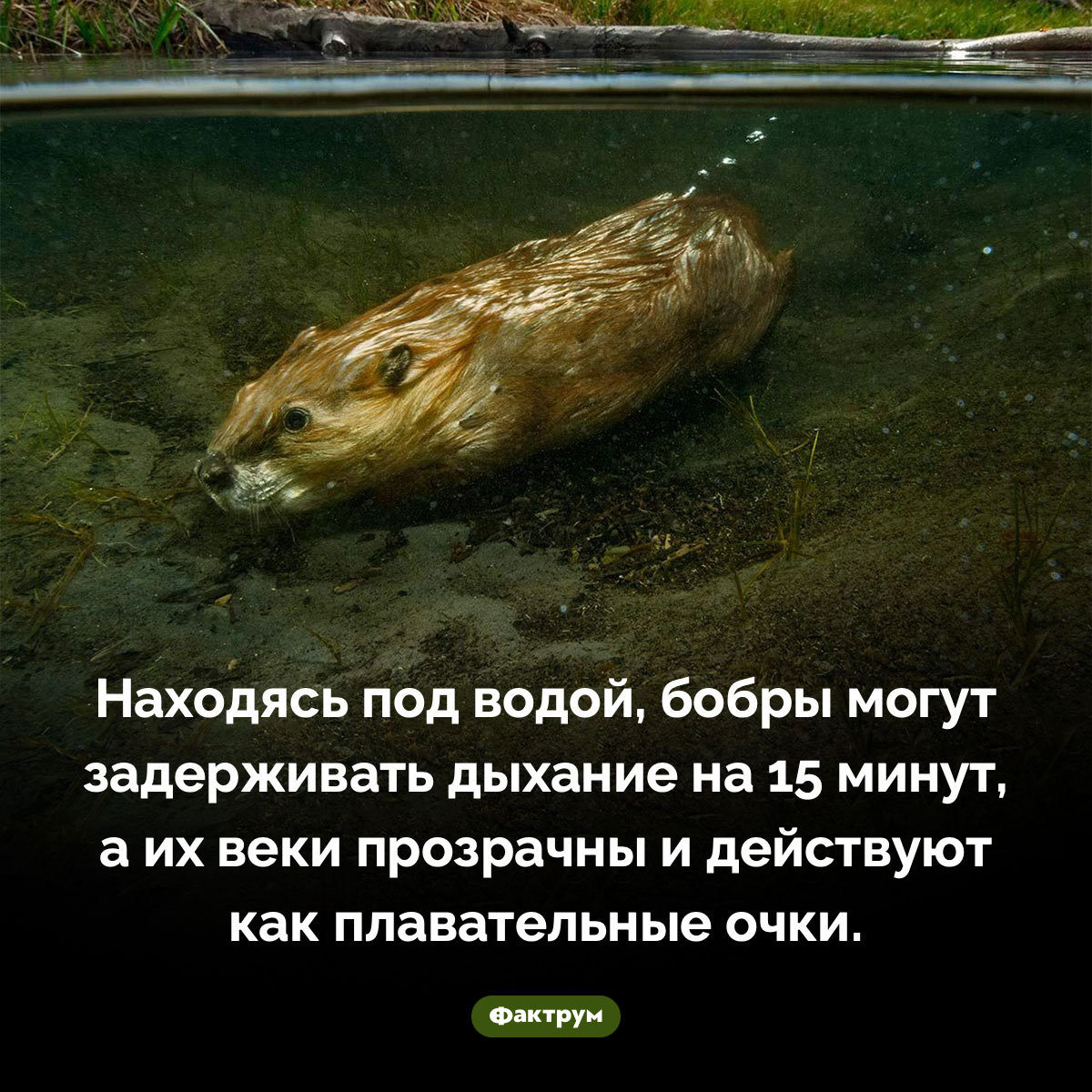 Бобры — уникальные пловцы - свежие новости на Toplenta