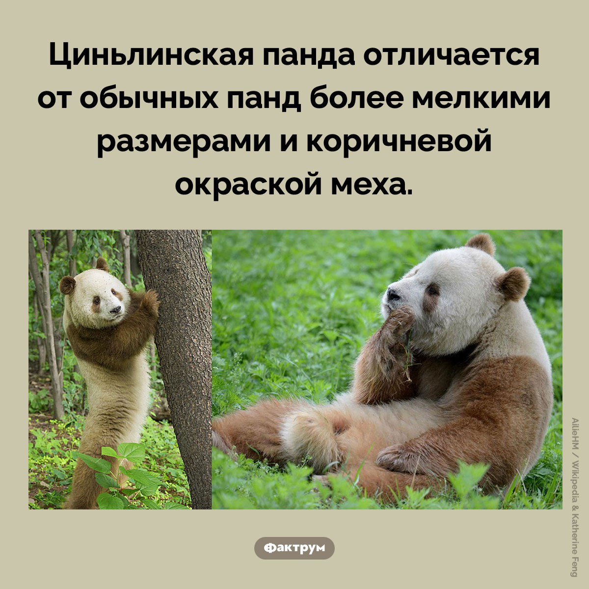 Коричневая панда - свежие новости на Toplenta по теме Факты в картинках